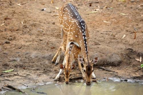 Spotted-Deer-with-baby_Ambepat